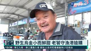 野生烏金到!彰化線西2天捕獲逾2千隻｜華視新聞 20211115