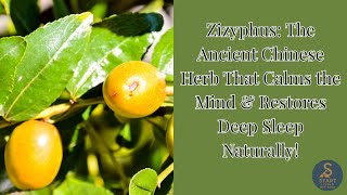 👇🌙 Zizyphus: The Ancient Chinese Herb That Calms the Mind & Restores Deep Sleep Naturally! 🌿