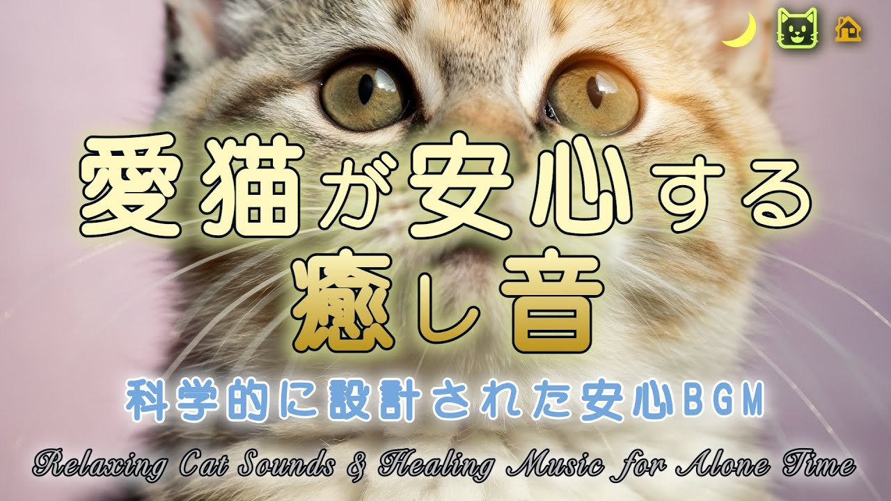 12 часов: тревога разлуки у кошек — спокойная среда, научный дизайн