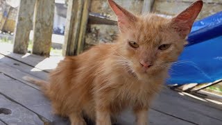 KASIHAN KUCING OREN INI MERENUNG KESEPIAN... @DAILYCATINDONESIA