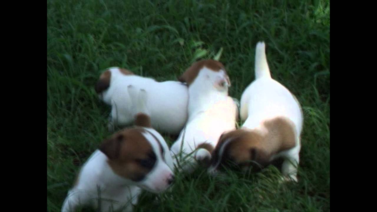 Quail Ridge Kennels YouTube