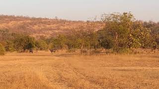 Sambar deer (Rusa unicolor) at Ghodazari Wildlife Sanctuary Vidarbha Chandrapur . Maharashtra