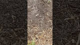 Apple Iphone 6 battery exploding myth busted.