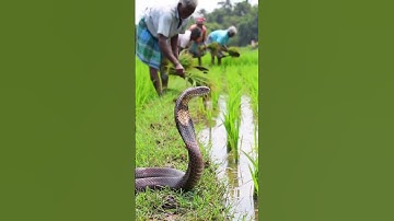 A large cobra was poking its head out of the rice paddy, #ricefield #nature #snake