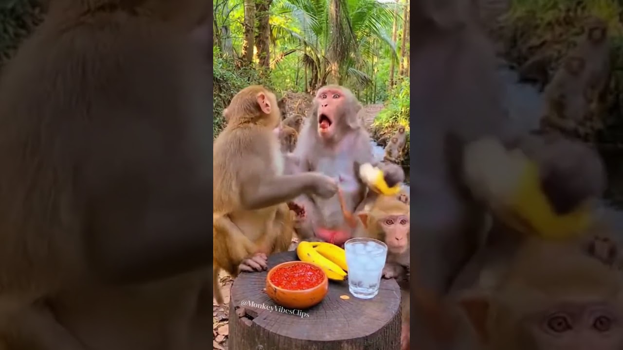 Monkey vibes all day! 🇺🇸🇬🇧  