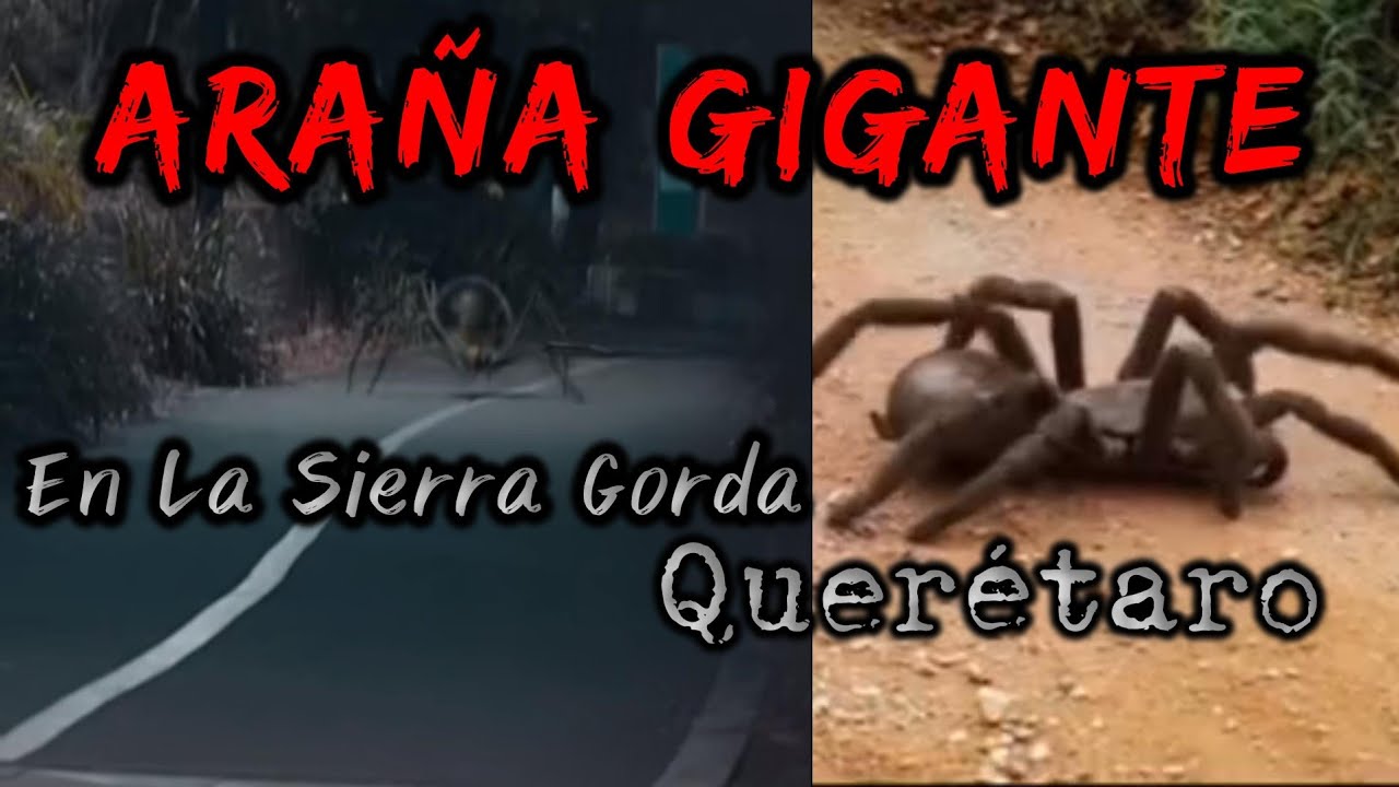 Araña Gigante En La Sierra Gorda 