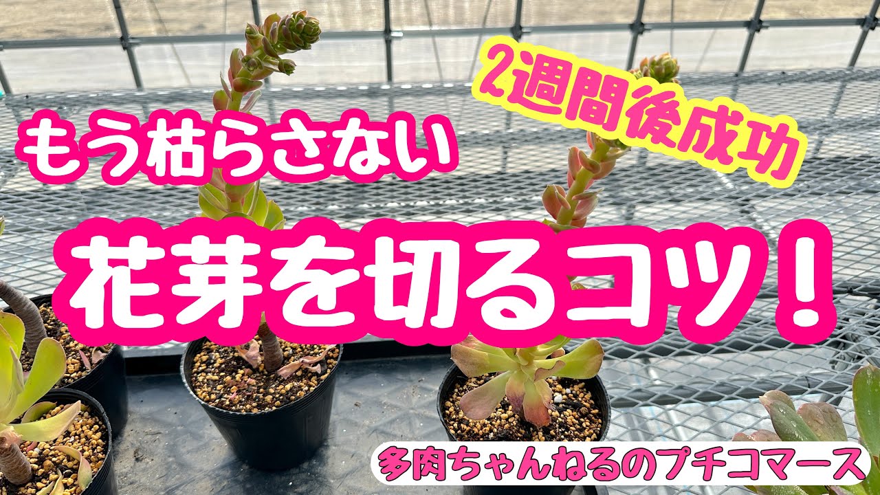 多肉植物】アエオニウム の花芽🌼カットから2週間後の報告❣️大成功