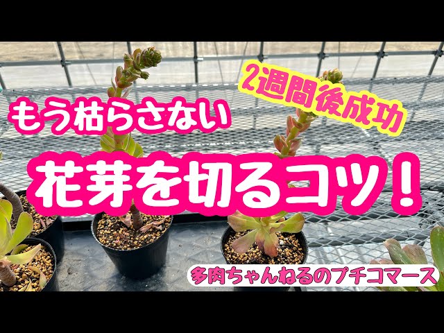 多肉植物】アエオニウム の花芽🌼カットから2週間後の報告❣️大成功