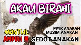 Suara walet Musim Anakan, Panggil walet Ampuh sedot anakan 😍