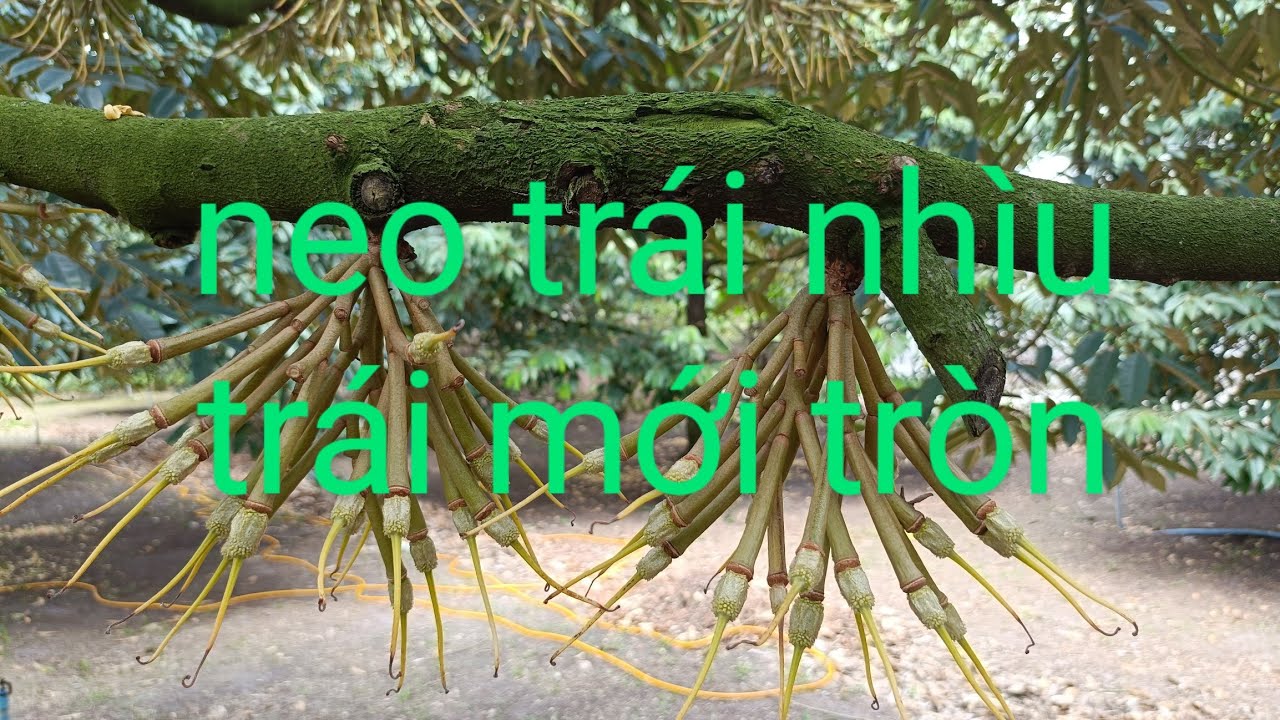 cách chăm sóc giai đoạn đầu vừa xổ nhị xong.út hiền 0978603449