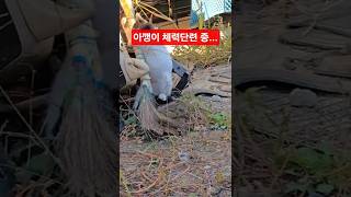 아깽이 체력단련 중... #길고양이입양 #길냥이구조 #cat
