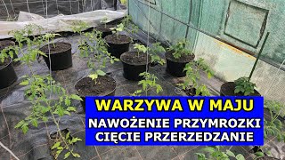 Moje Warzywa w Maju. Przymrozki, Nawożenie, Cięcie Cieniowanie Pomidorów. Prace w Ogrodzie Warzywnym