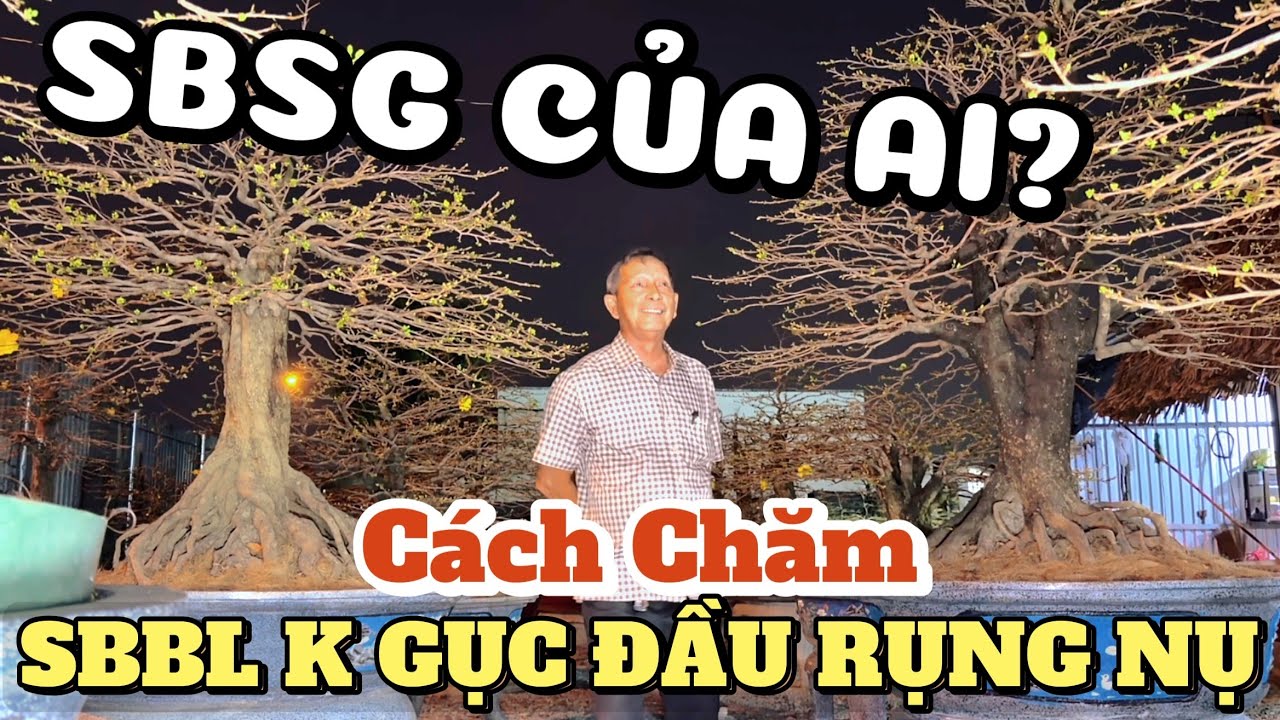 Đẹp té xỉu mai tứ quý khủng SBSG 20/12âl chú Sáu Bình Dương chỉ cách chăm cây SBBL k gục đầu rụng nụ