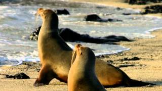 Sea lions are mammals characterized by external ear flaps, long
foreflippers, the ability to walk on all fours, and short, thick hair.
together with ...