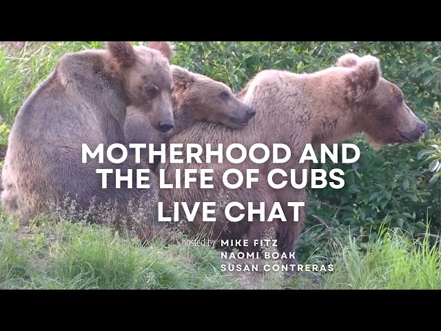 Mother Bear Protecting Her Cubs Quotes