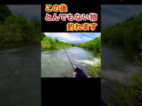 【驚愕】これ釣ったことあるやつ0人説【北海道川釣り】#shorts