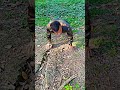 जय हिन्द 🇮🇳🇮🇳 देश से बढ़ के मेरे लिए कुछ भी नहीं है #video#trandingshorts#whatsappstatus