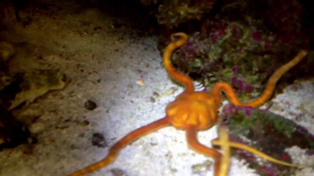 Orange Brittle Star move like snake YouTube