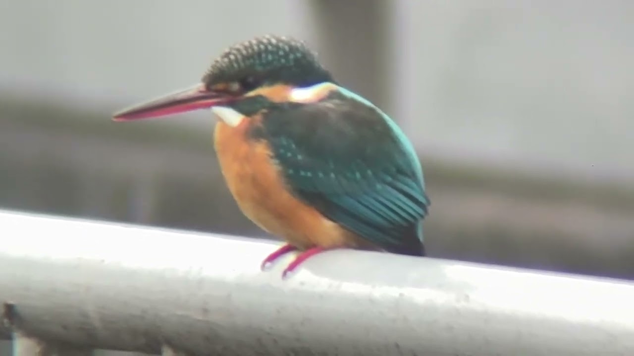 善福寺川 カワセミ - YouTube