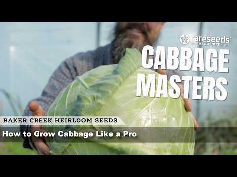 Cabbage Masters| How to Grow Cabbage Like a Pro!