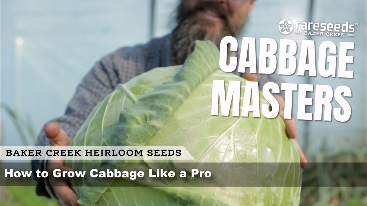 Мастера выращивания капусты | Как вырастить капусту как профессионал!
