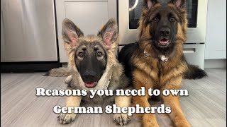 7 Reasons Why German Shepherds are the Best