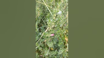 Irish Wildflowers: Restharrow