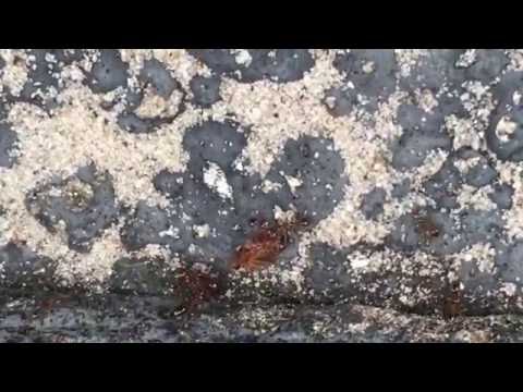 Bedbug Vs. Fire Ant