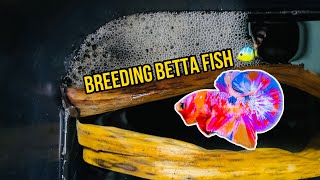 How To Breed Betta Fish 3 Pair ( Nemo Galaxy & Galaxy Glod )