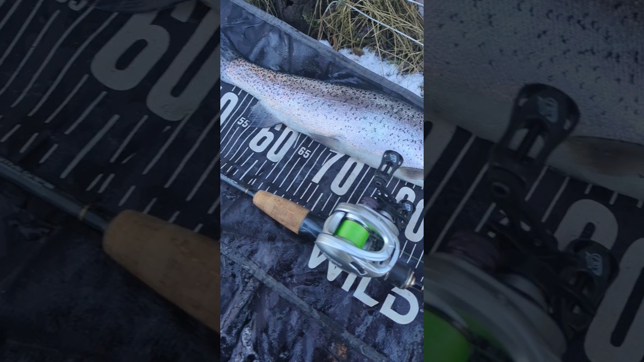 Soloking Acura - Top BFS Baitcaster für lächerliche 40€ 