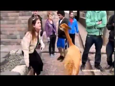 most-funny-videos-crazy-funny-jokes-funny-vedio-download-com-funny-video-downloads