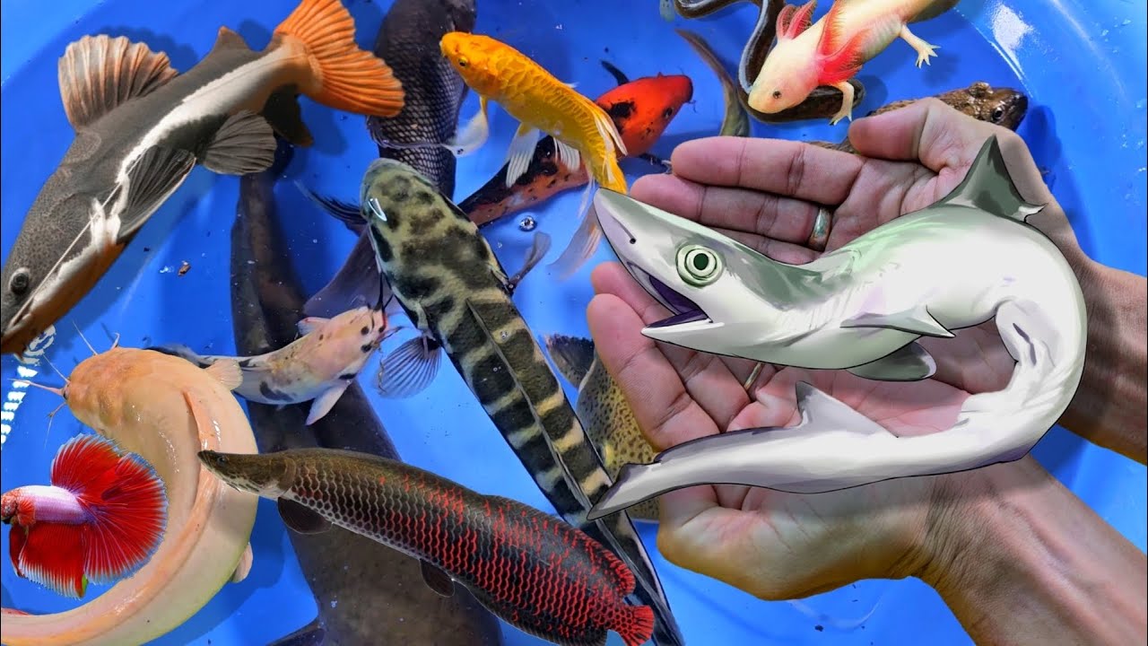 Bắt cá trê vàng lớn, cá chép nam dương, cá lóc lớn, cá két, cá nước ngọt