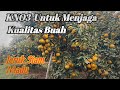 KNO3 untuk menjaga kualitas buah jeruk