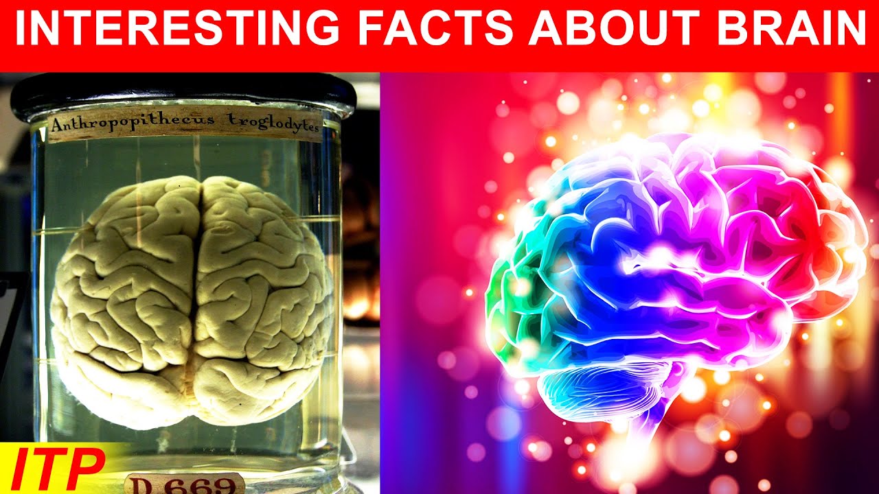 Interesting facts about Brain | Eyal Tv - YouTube