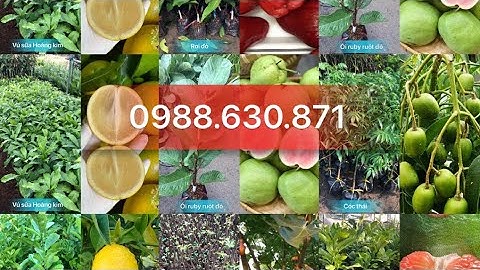 CÂY GIỐNG ĂN QUẢ F1 HỌC VIỆN NÔNG NGHIỆP VIỆT NAM SDT 0988.630.871