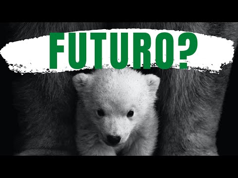 Video: Perché il numero di orsi polari sta diminuendo nell'Artico?
