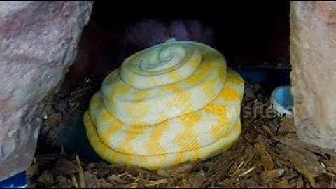 Snake eggs hatching.