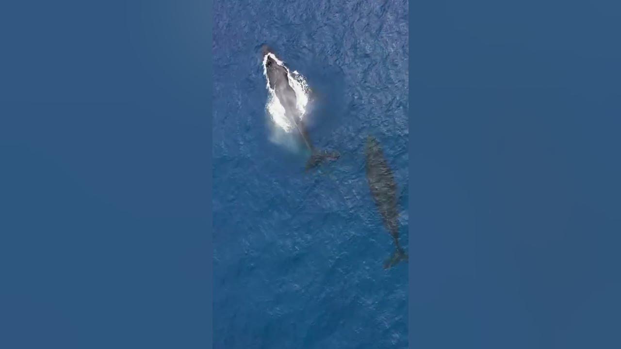 Whale fish | Whales are a widely diverse group of fully aquatic