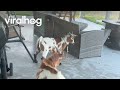 Basset Hound Releases Cat's Daily Catch || ViralHog