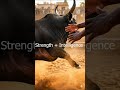 Karuppan – King of  the Arena