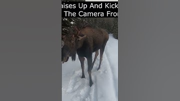 Attacked by a bull moose. #shorts