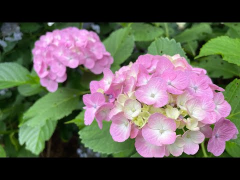 中央フリーウェイ　#松任谷由実  #ukulelecover  #ウクレレ  #カバー弾き語り  #vlog +2capo