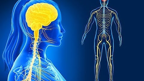 || CHAPTER 21| NEURAL SYSTEM ||