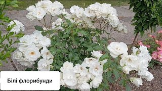 картинка: 🌞🔥💥Найкращі білі флорибунди :Алабастер,Стефані.,Сіріус,Мідсаммерсноу,Пашміна,Аспірін,Космос,Айсберг!
