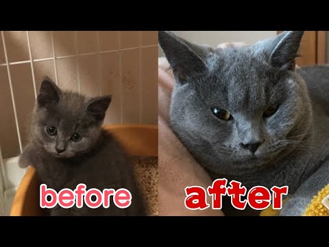 【なんと6倍】ブリティッシュショートヘアの子猫、生後2~8か月成長まとめ