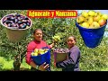 Corte de AGUACATE Criollo y 🍎 MANZANA Rayada en el Rancho Puebla