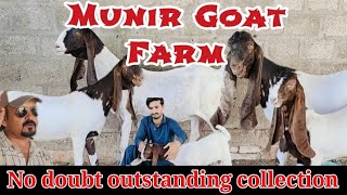 Munir Goat Farm Giant And Pure Breed Collection