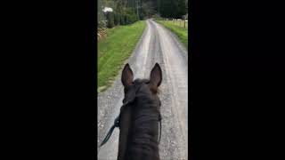 Roman out hacking -  bareback in halter