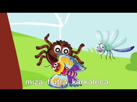 Video: A janë merimangat insekte apo arachnids?