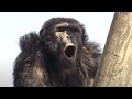Chimp politics  chimp tv  bbc studios